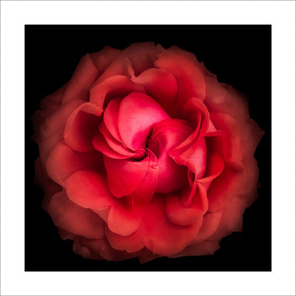 deep red rose flower with closed center petals forming spiral , round and full spherical outer scalloped petals  Centered in Square mode, black background 12" white mat