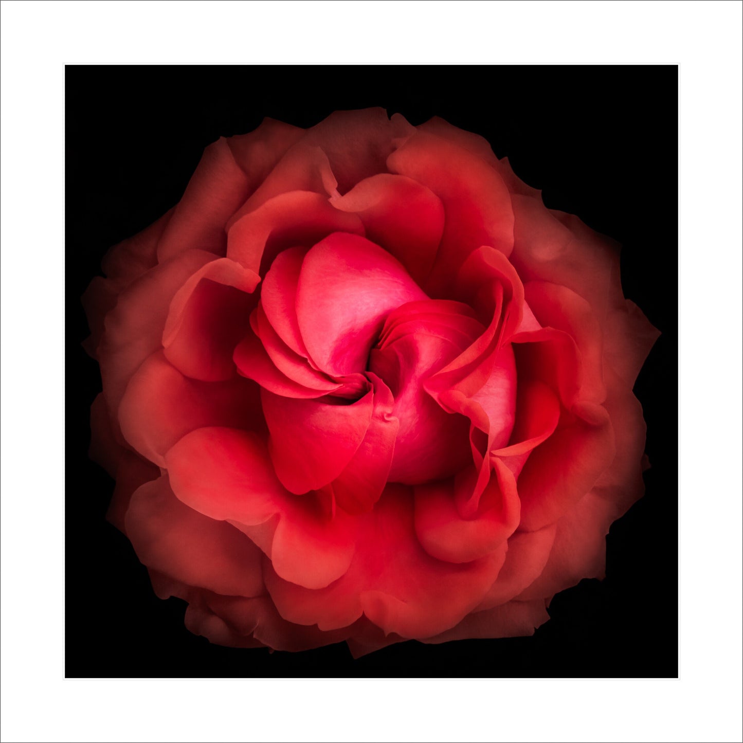 deep red rose flower with closed center petals forming spiral , round and full spherical outer scalloped petals  Centered in Square mode, black background 16" white mat