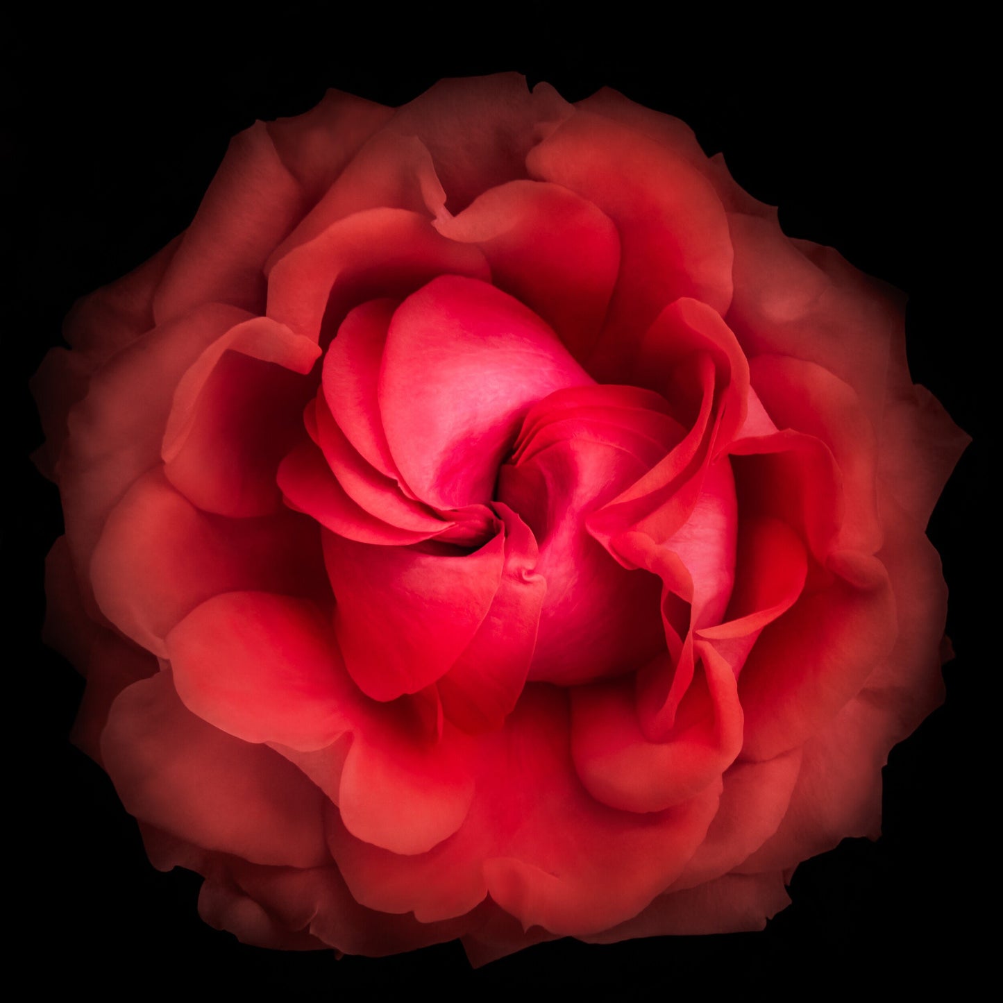 deep red rose flower with closed center petals forming spiral , round and full spherical outer scalloped petals  Centered in Square mode, black background, wall art