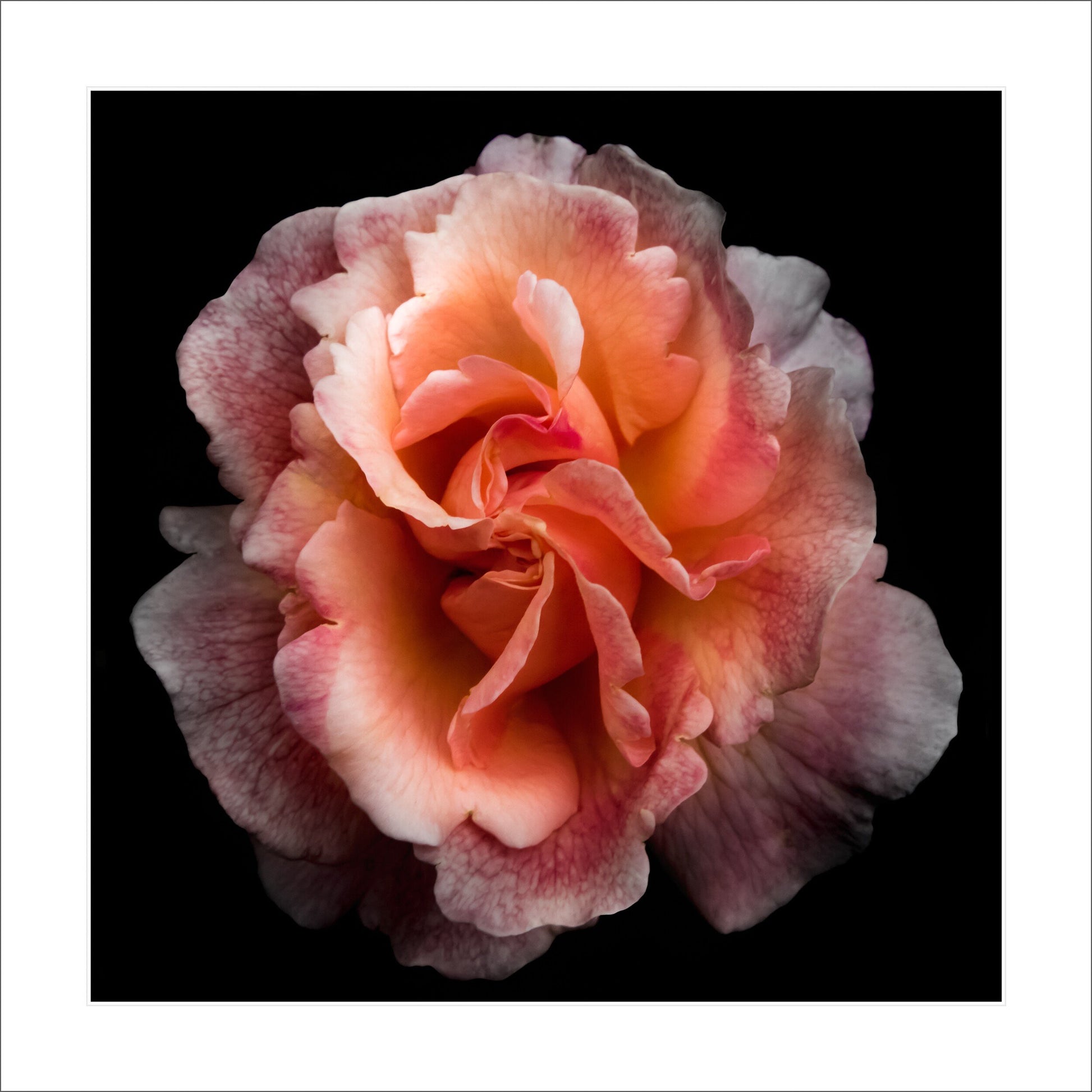 print of orange firestar rose in prime bloom with a swirl star center petals fading to white highlights at the edges. Centered in Square mode, black background 12" white mat