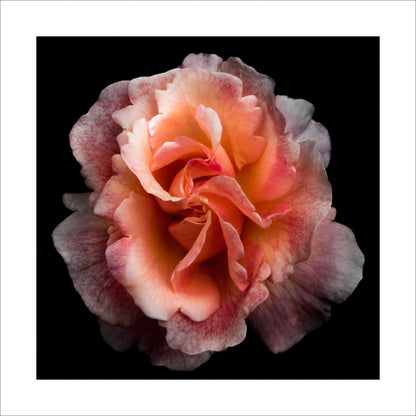 print of orange firestar rose in prime bloom with a swirl star center petals fading to white highlights at the edges. Centered in Square mode, black background 16" white mat