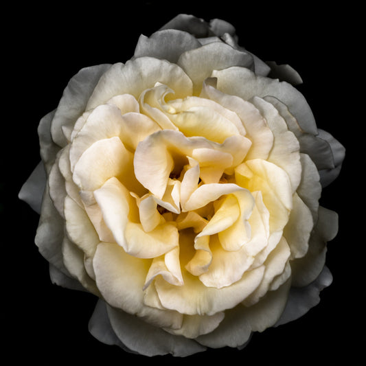 double blooming rose 35+ petal pale yellow symmetrical Julia Child variety Centered in Square mode on black background white mat