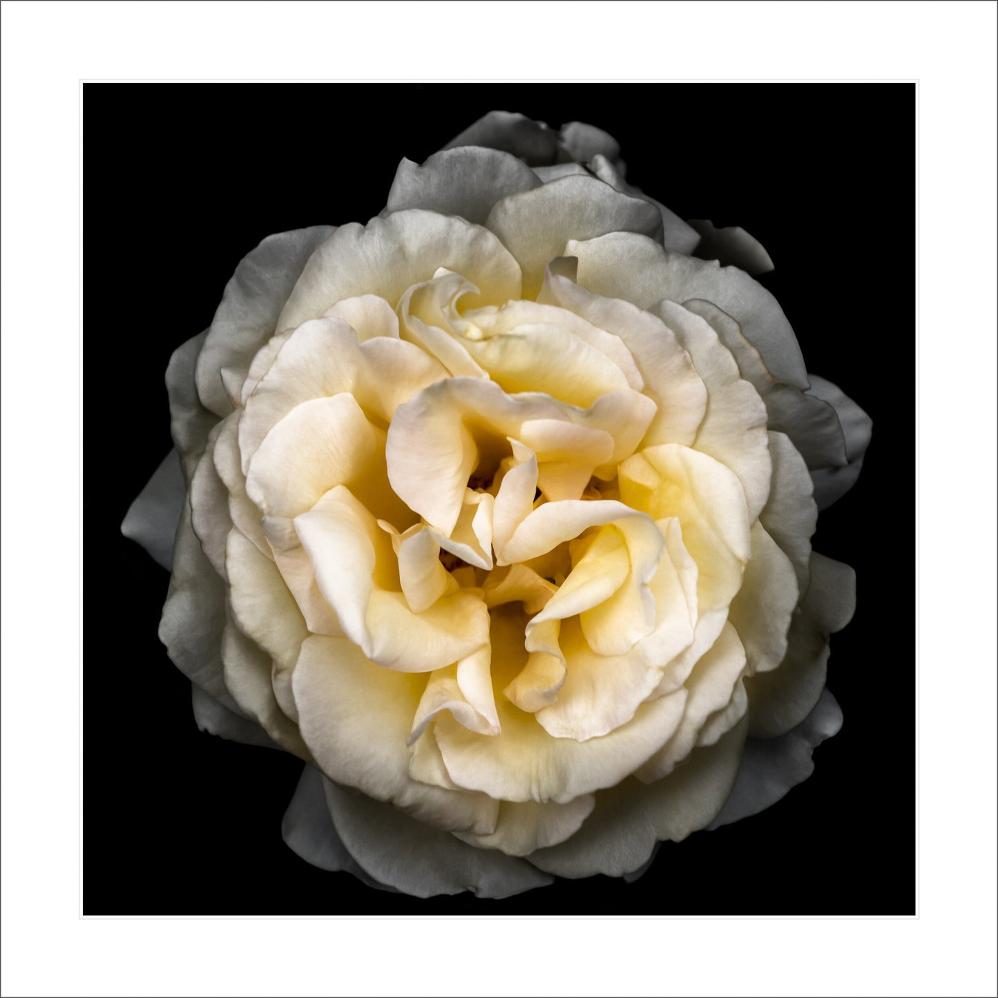 double blooming rose 35+ petal pale yellow symmetrical Julia Child variety Centered in Square mode on black background 12" white mat