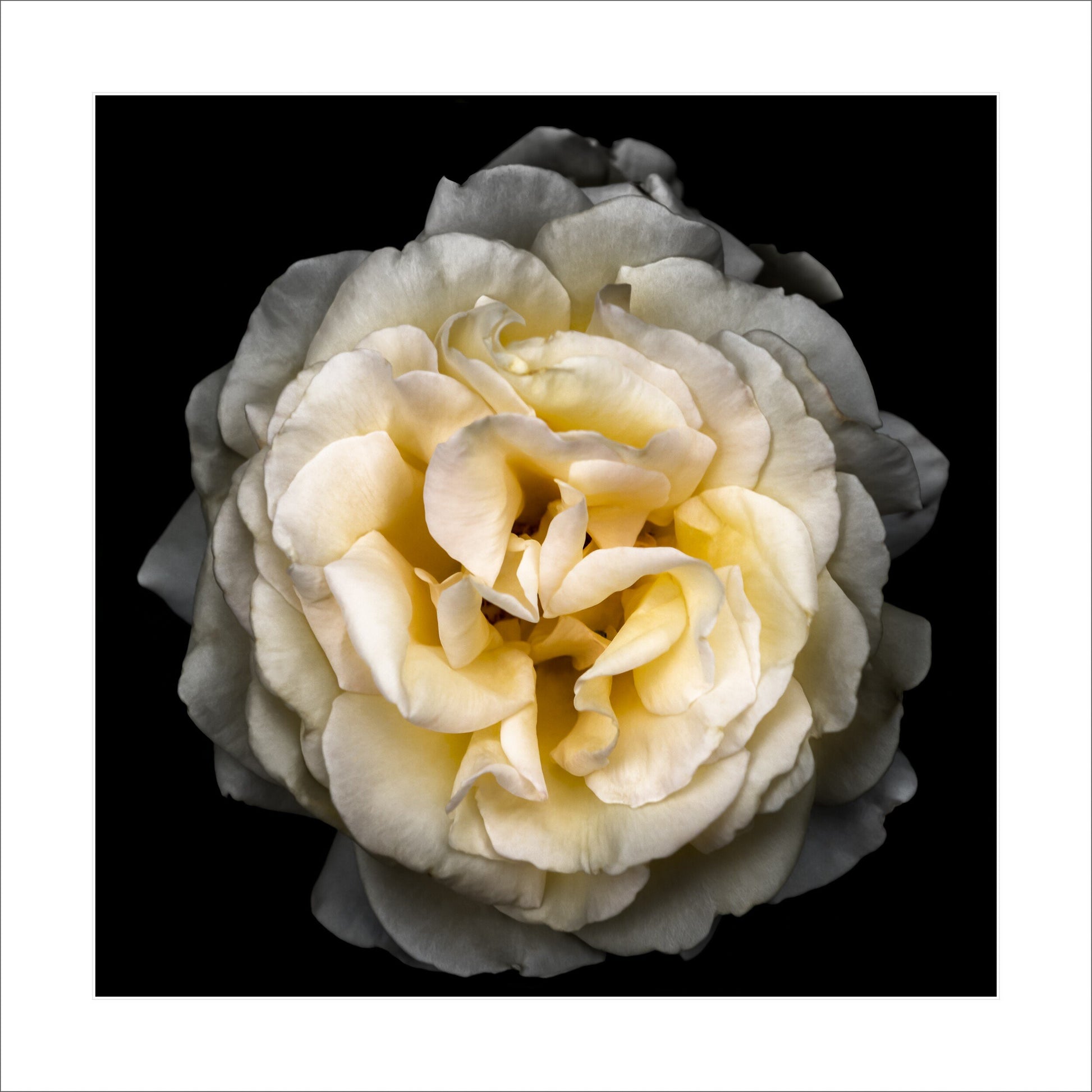 double blooming rose 35+ petal pale yellow symmetrical Julia Child variety Centered in Square mode on black background 16" white mat