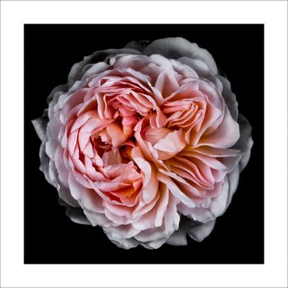 print of old-fashioned cream-pink Rose classic rosette form Centered in Square mode, black background 12" white mat