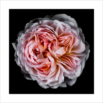 print of old-fashioned cream-pink Rose classic rosette form Centered in Square mode, black background 16" white mat