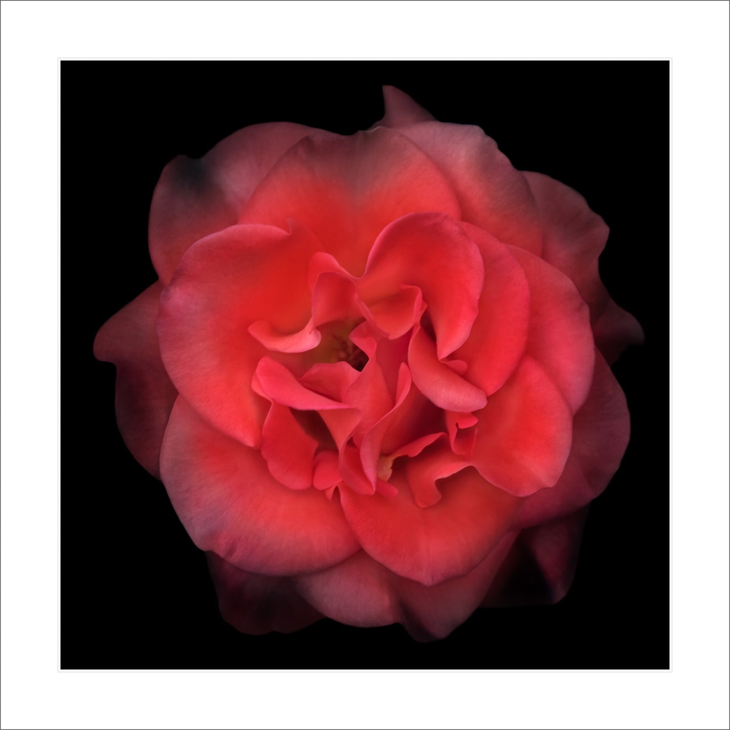 deep red rose flower with fading edges, round and spherical reflexed petals opened in a rosette style Centered in Square mode, black background 12" white mat