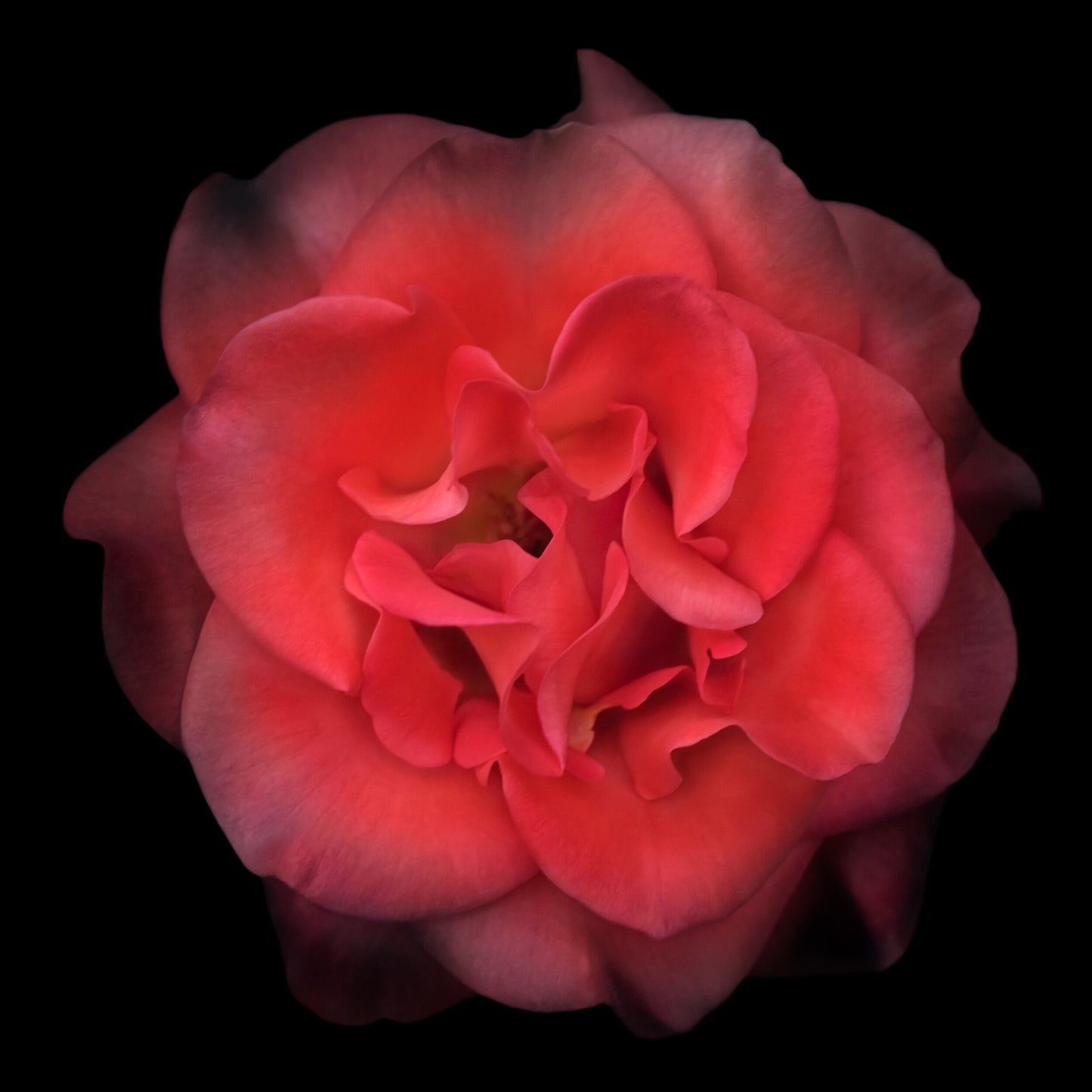 deep red rose flower with fading edges, round and spherical reflexed petals opened in a rosette style Centered in Square mode, black background white mat