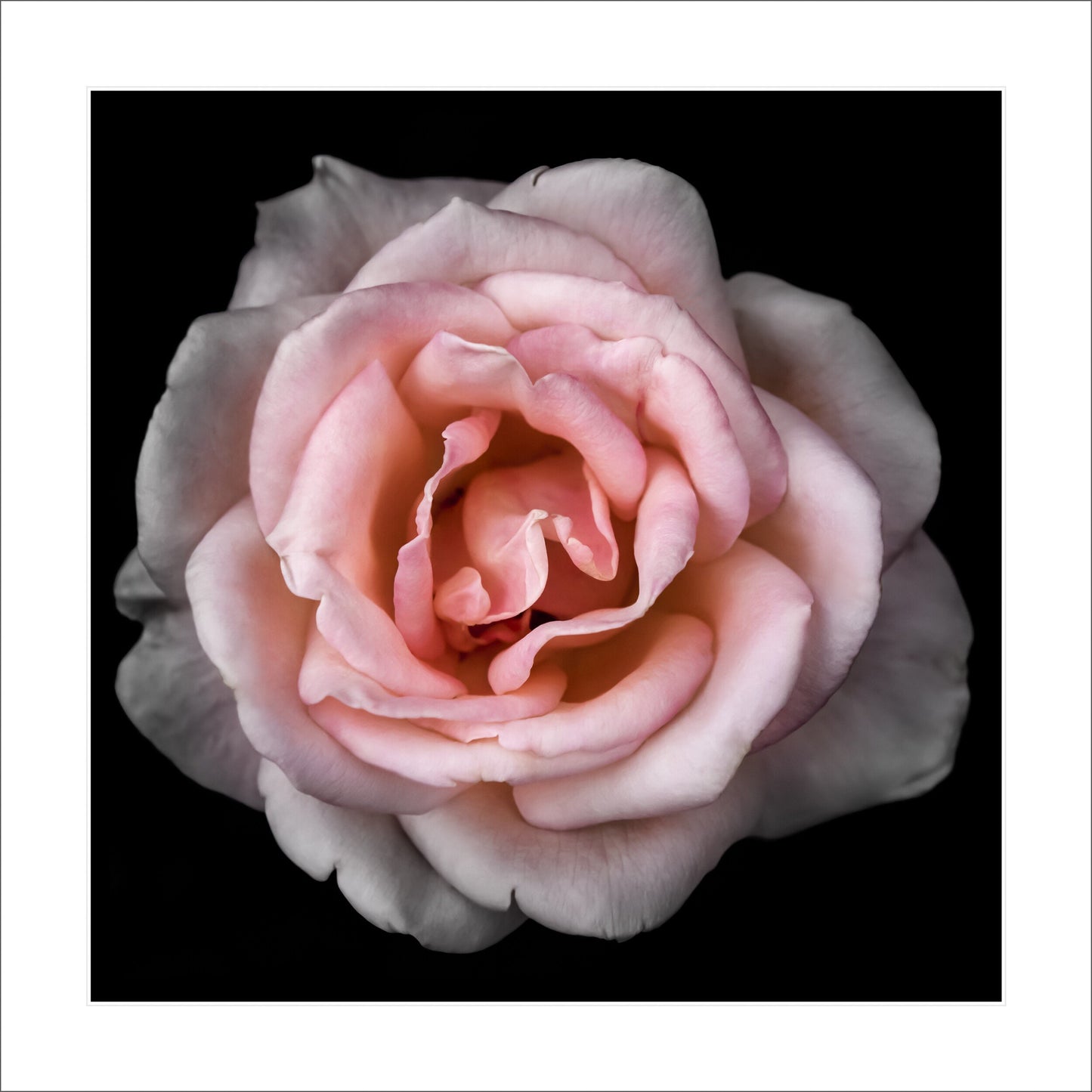 rose with pale pink double blooming reflex petals curling outwards Centered in Square mode, black background 12" white mat