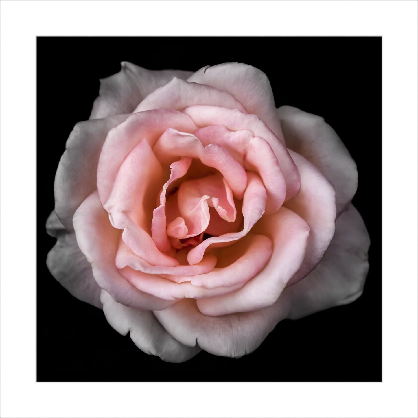 rose with pale pink double blooming reflex petals curling outwards Centered in Square mode, black background 16" white mat