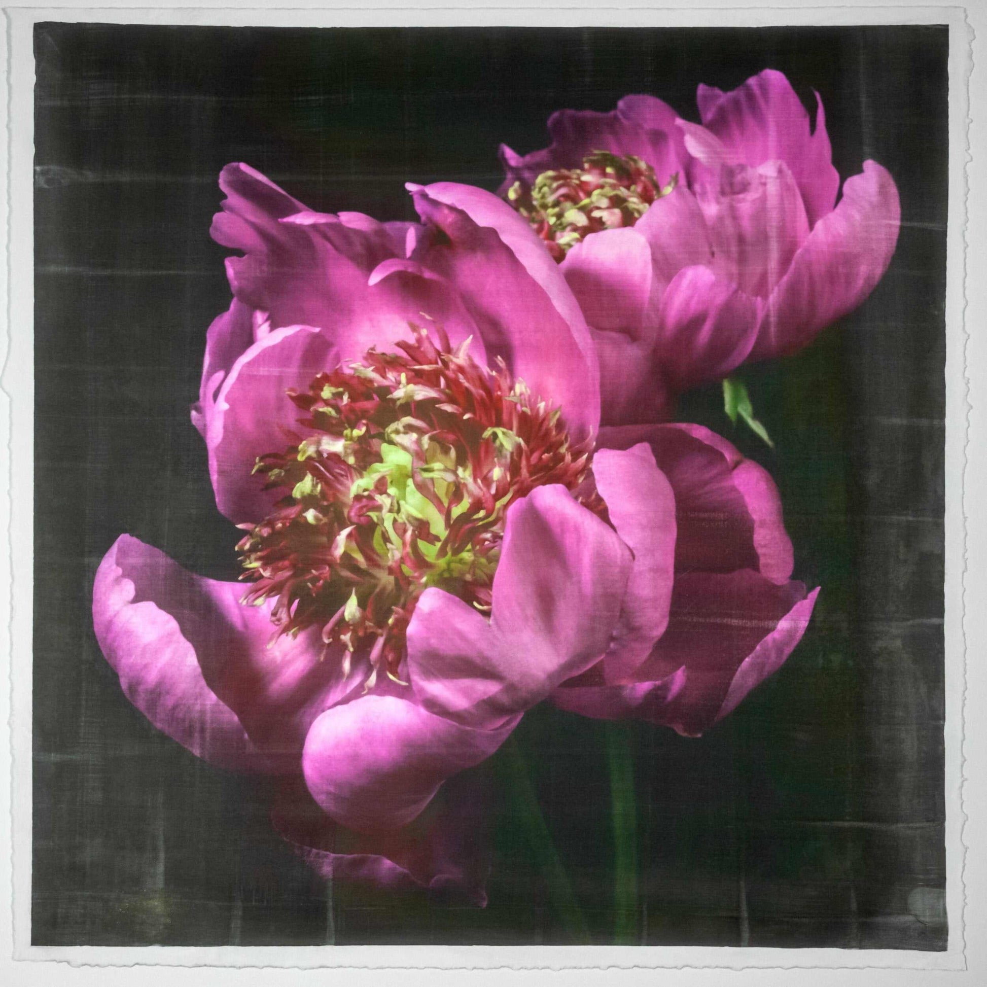 Fine art pink peony orignial emulsion print - jamie buzil