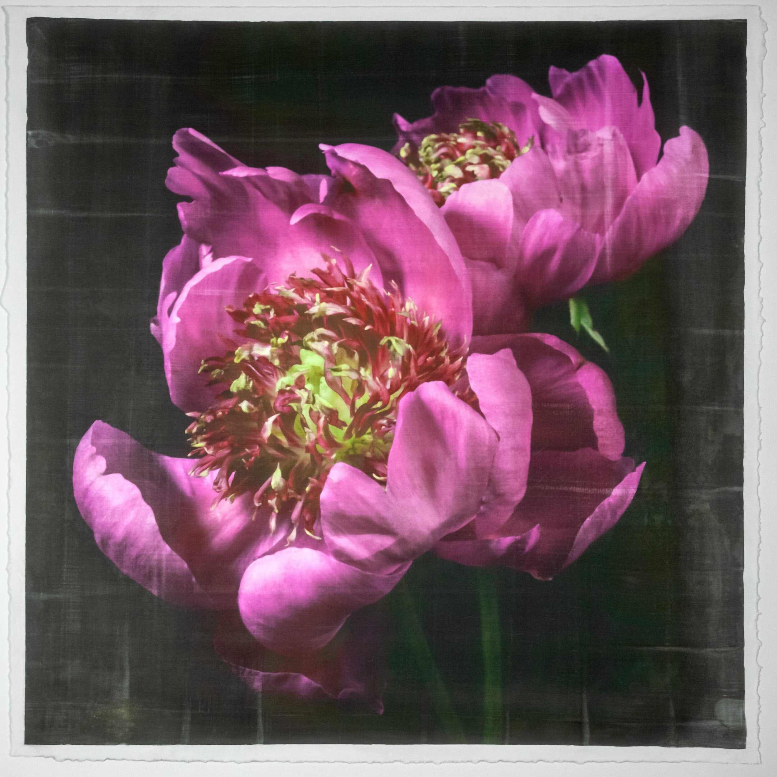 Fine art pink peony orignial emulsion print - jamie buzil