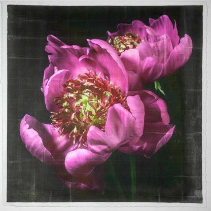 Fine art pink peony orignial emulsion print - jamie buzil