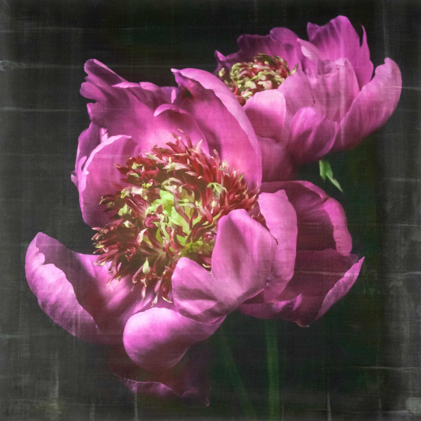 Fine art pink peony orignial emulsion print - jamie buzil