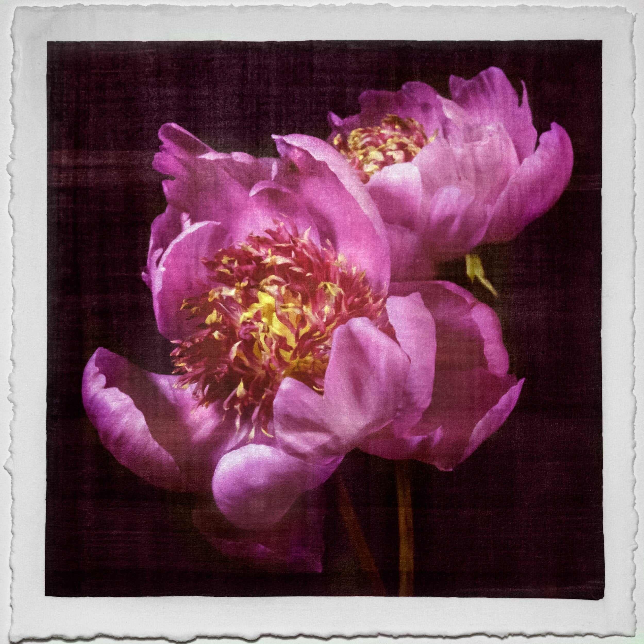 Fine art pink peony orignial emulsion print - jamie buzil