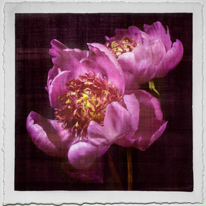 Fine art pink peony orignial emulsion print - jamie buzil