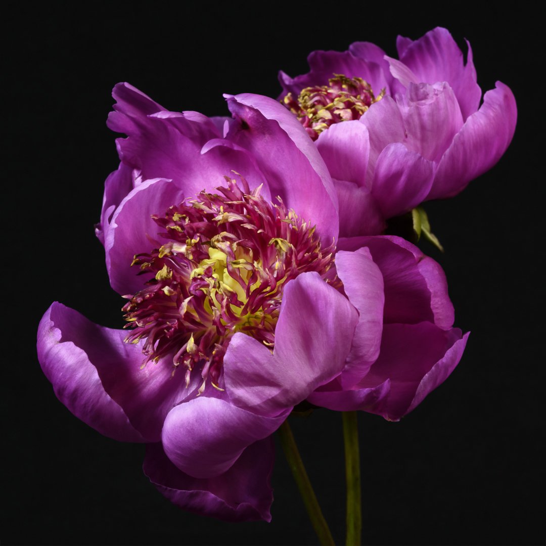Fine art pink peony museum quality giclee print jamie buzil photography