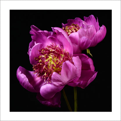 Fine art pink peony- museum quality giclee print - jamie buzil photography