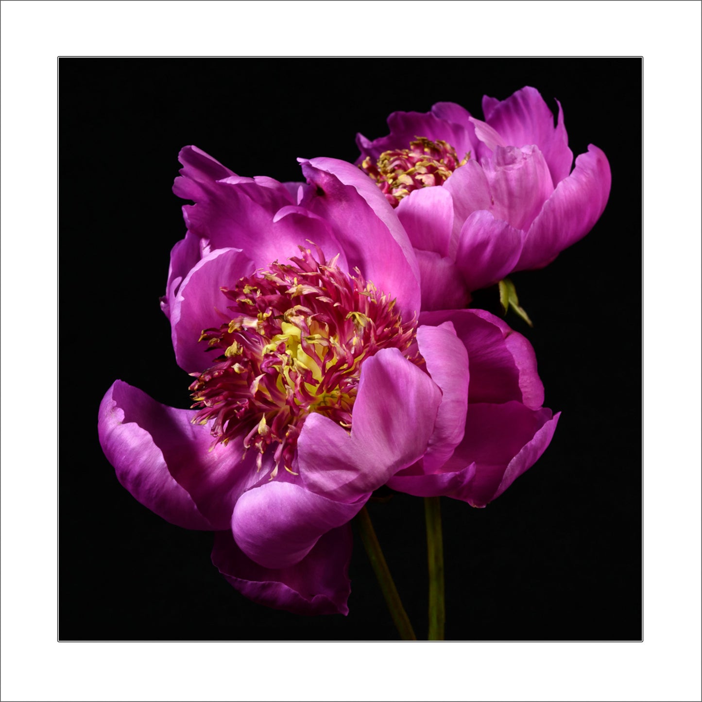 Fine art pink peony museum quality giclee print jamie buzil photography