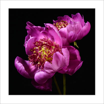 Fine art pink peony museum quality giclee print jamie buzil photography
