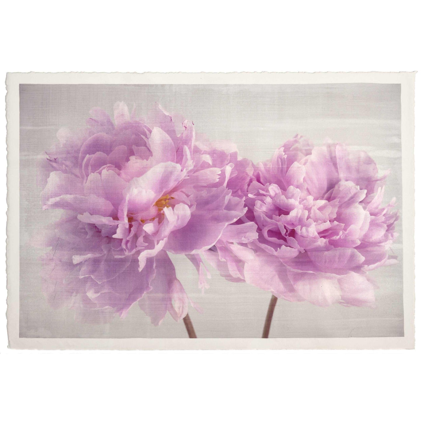 Fine art pink peony original print - emulsion transfer process - jamie buzil