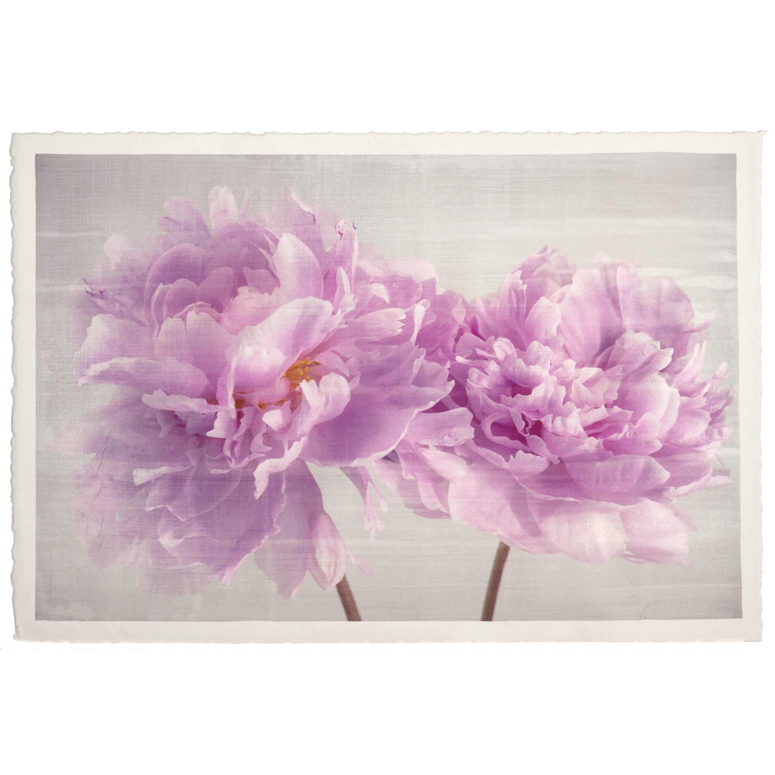 Fine art pink peony original print - emulsion transfer process - jamie buzil