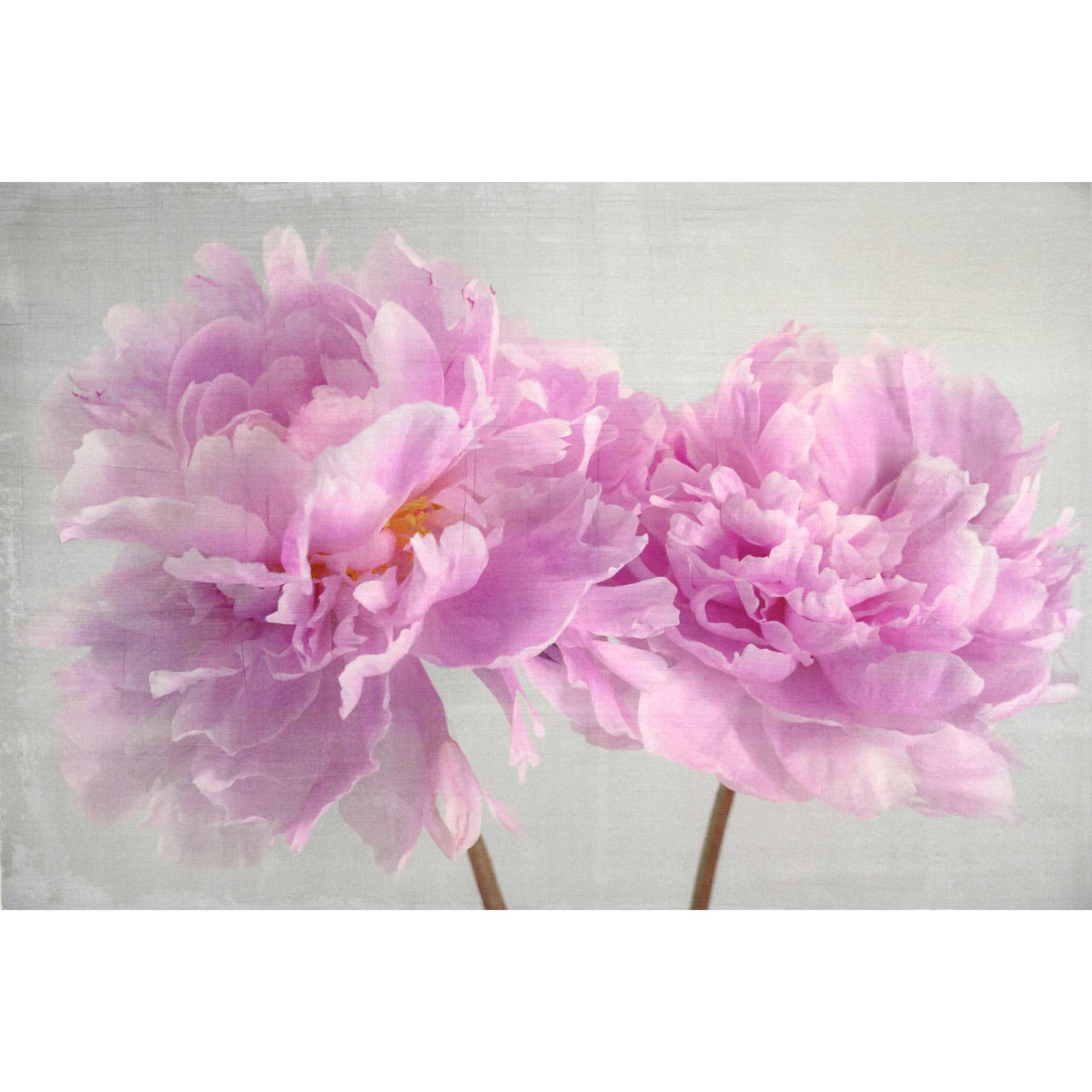 Fine art pink peony original print - emulsion transfer process - jamie buzil