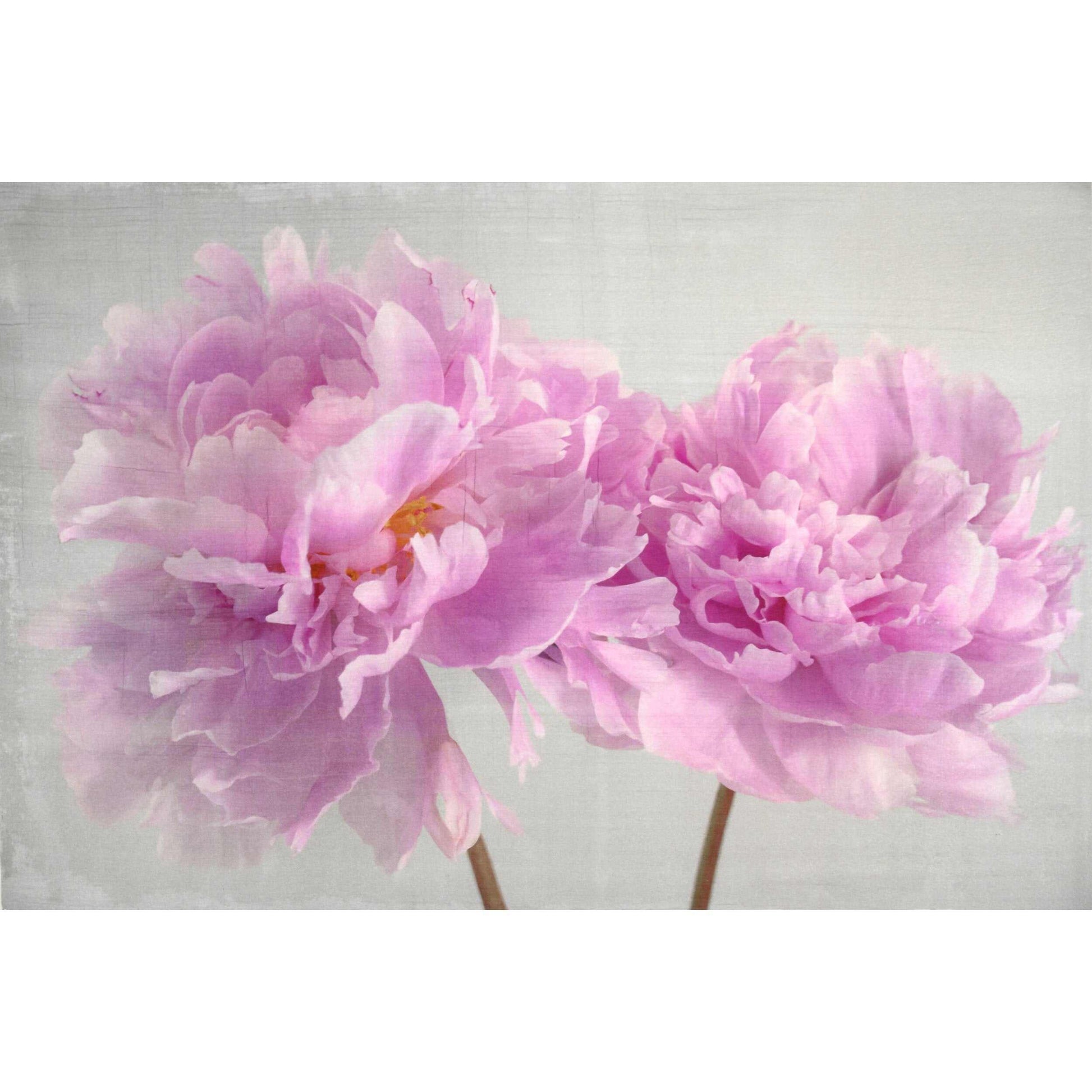 Fine art pink peony original print - emulsion transfer process - jamie buzil