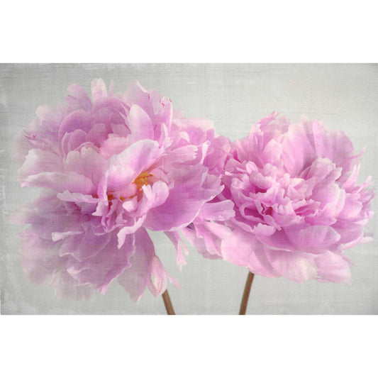 Fine art pink peony original print - emulsion transfer process - jamie buzil