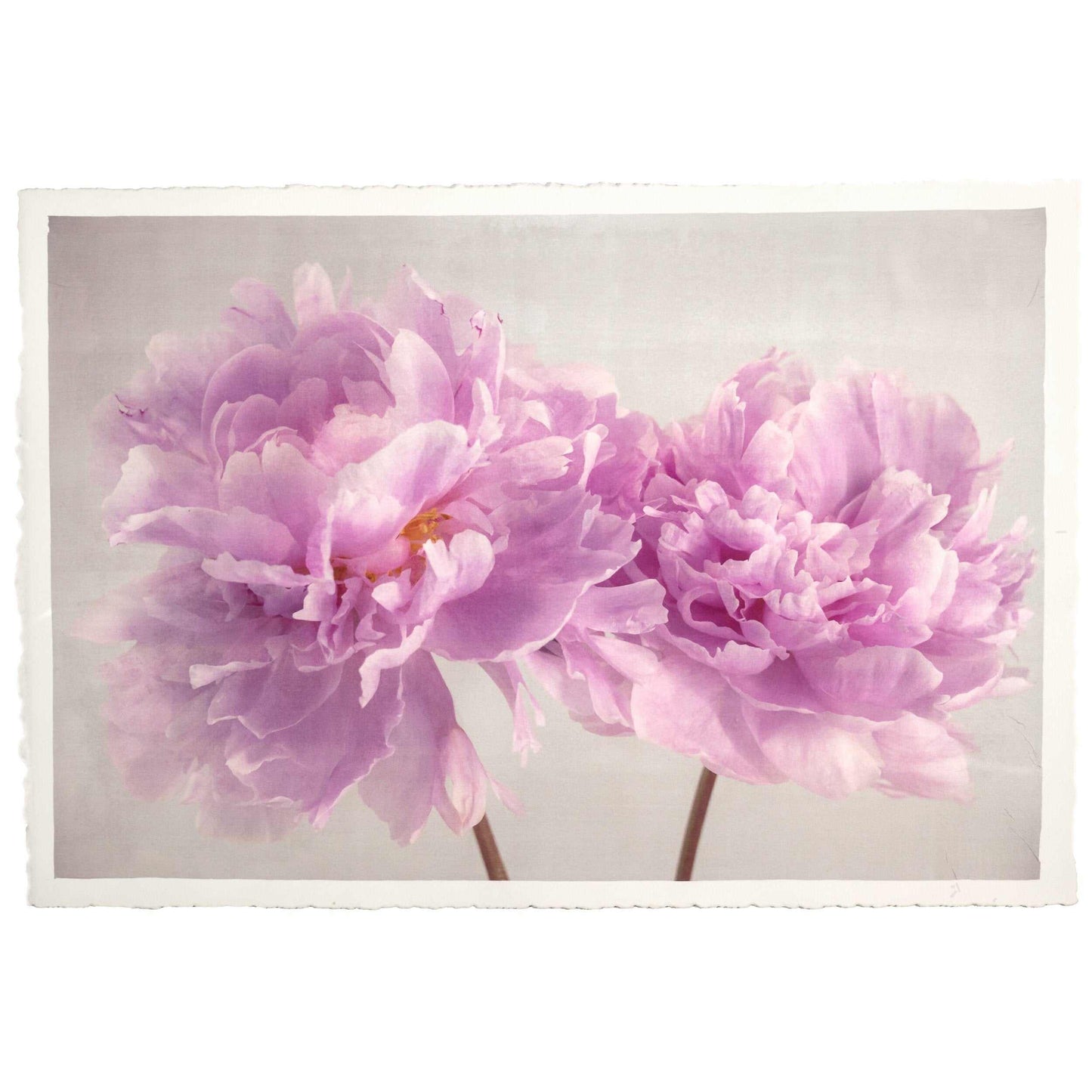 Fine art pink peony original print - emulsion transfer process - jamie buzil