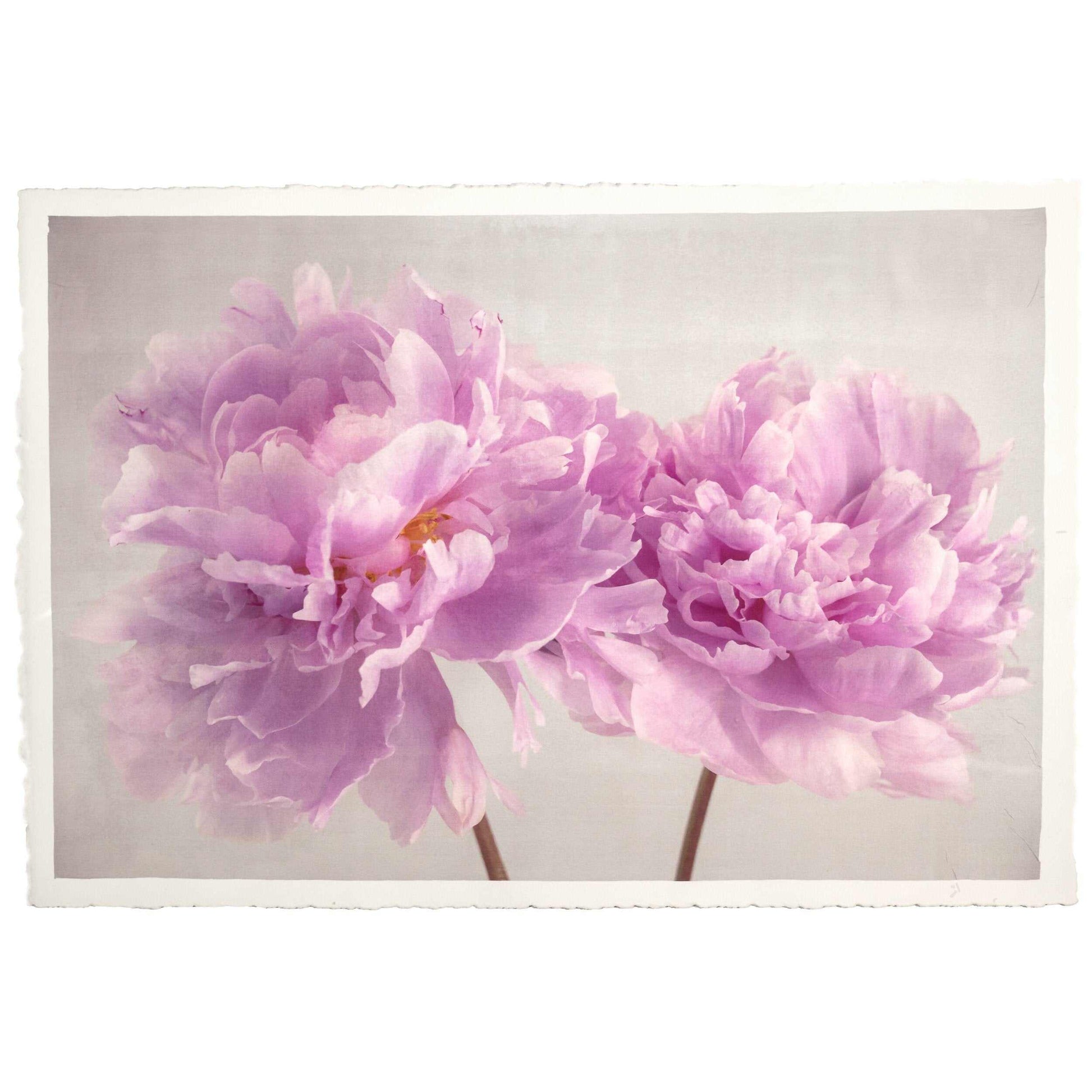 Fine art pink peony original print - emulsion transfer process - jamie buzil