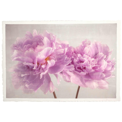Fine art pink peony original print - emulsion transfer process - jamie buzil