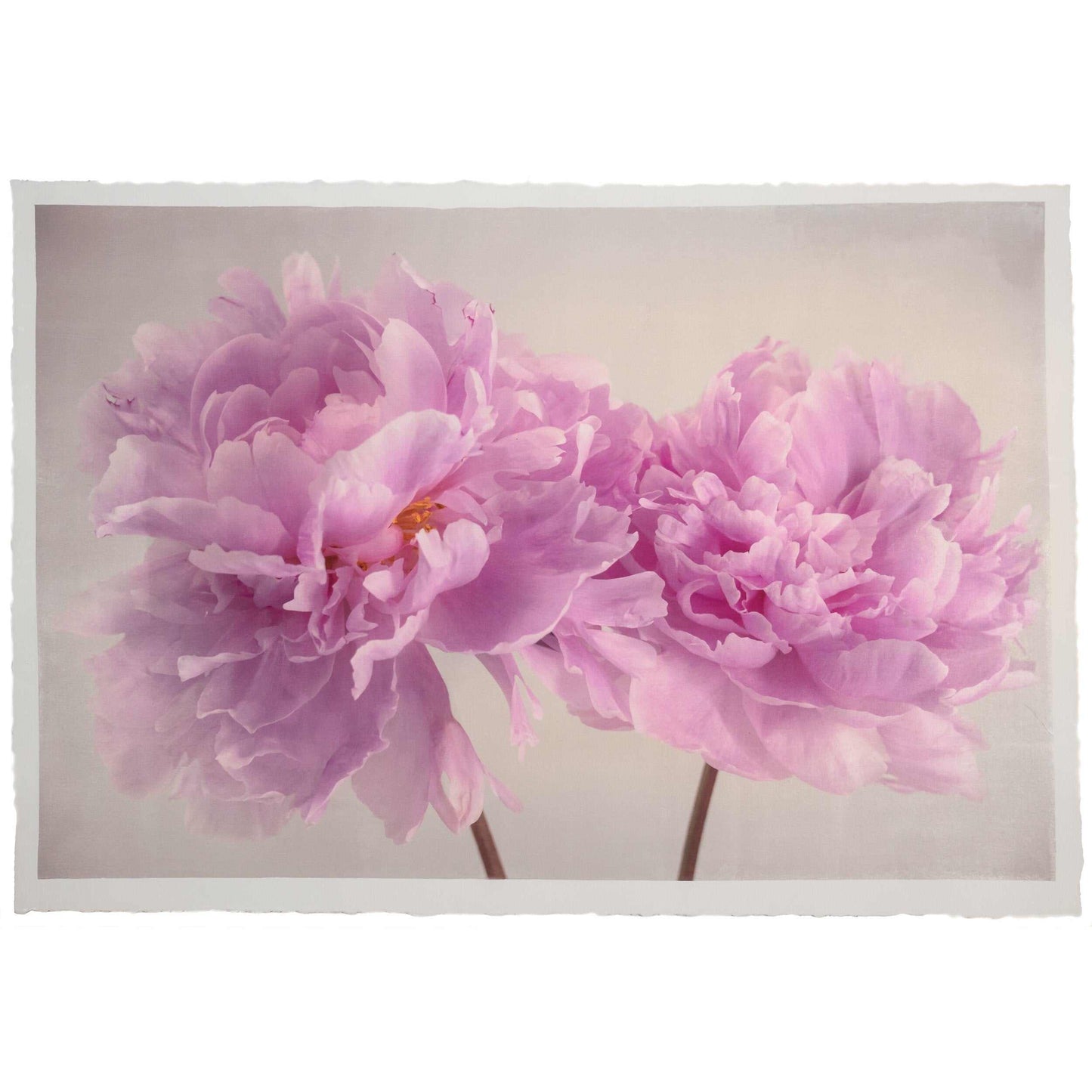 Fine art pink peony original print - emulsion transfer process - jamie buzil
