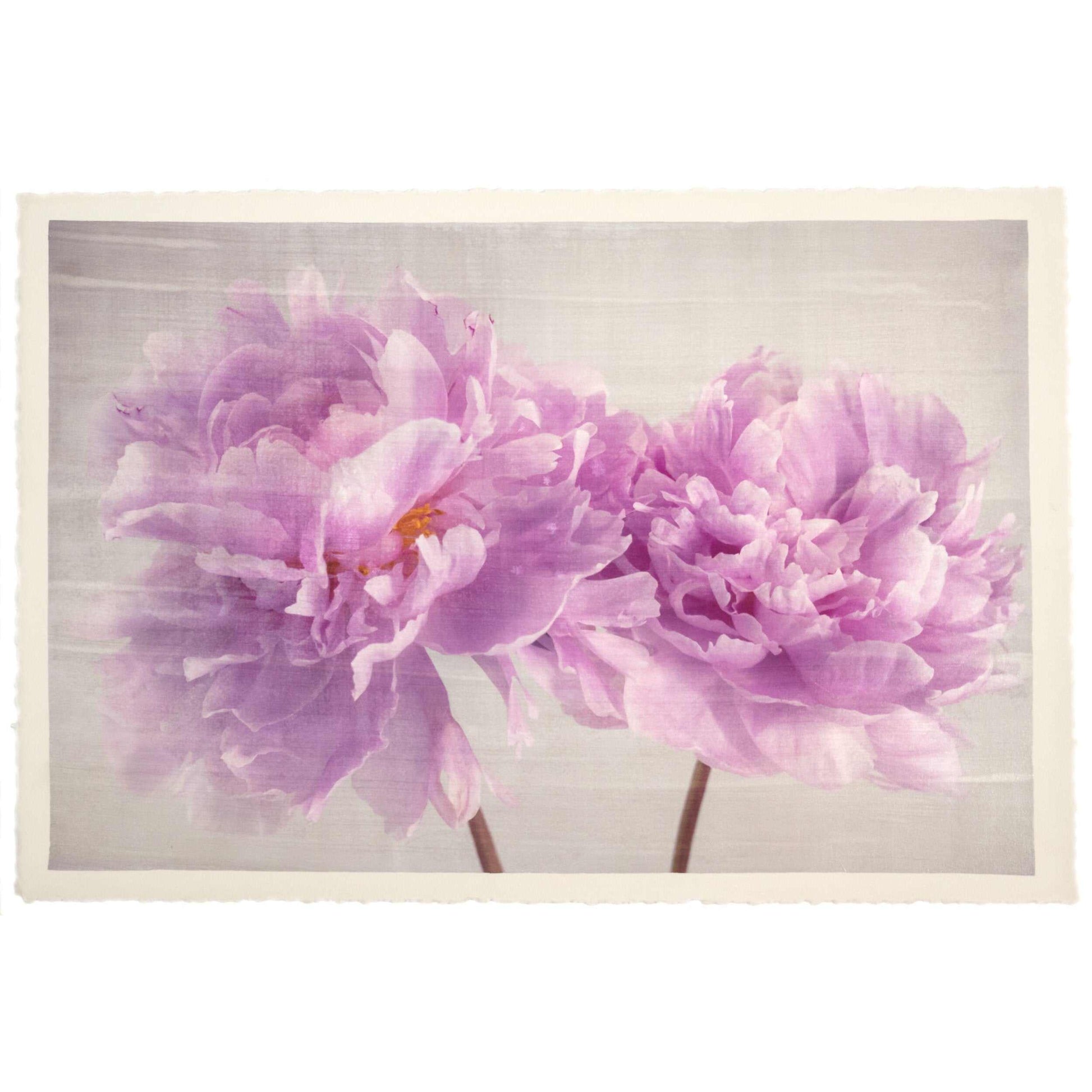 Fine art pink peony original print - emulsion transfer process - jamie buzil