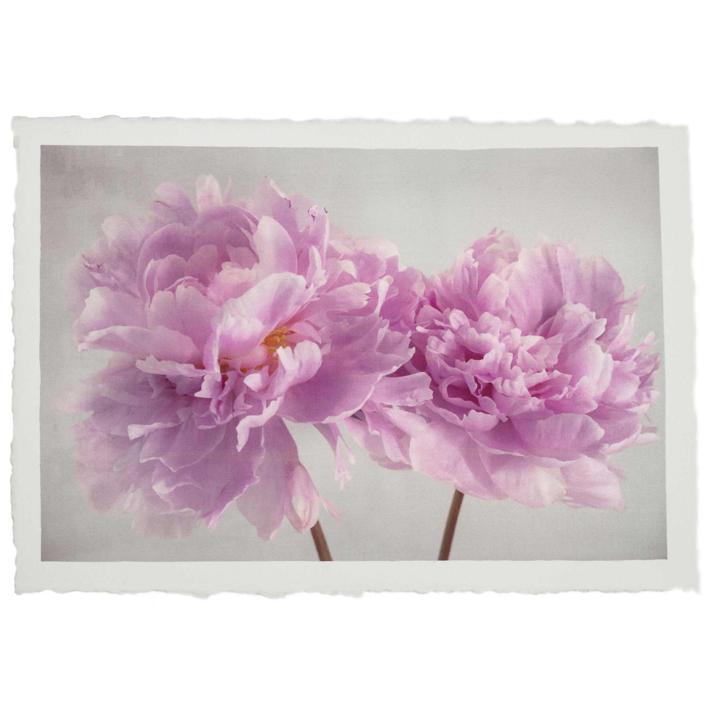 Fine art pink peony original print - emulsion transfer process - jamie buzil