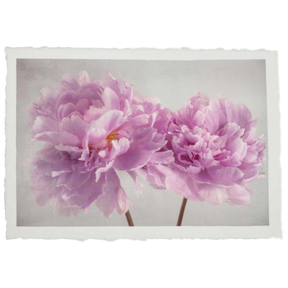 Fine art pink peony original print - emulsion transfer process - jamie buzil