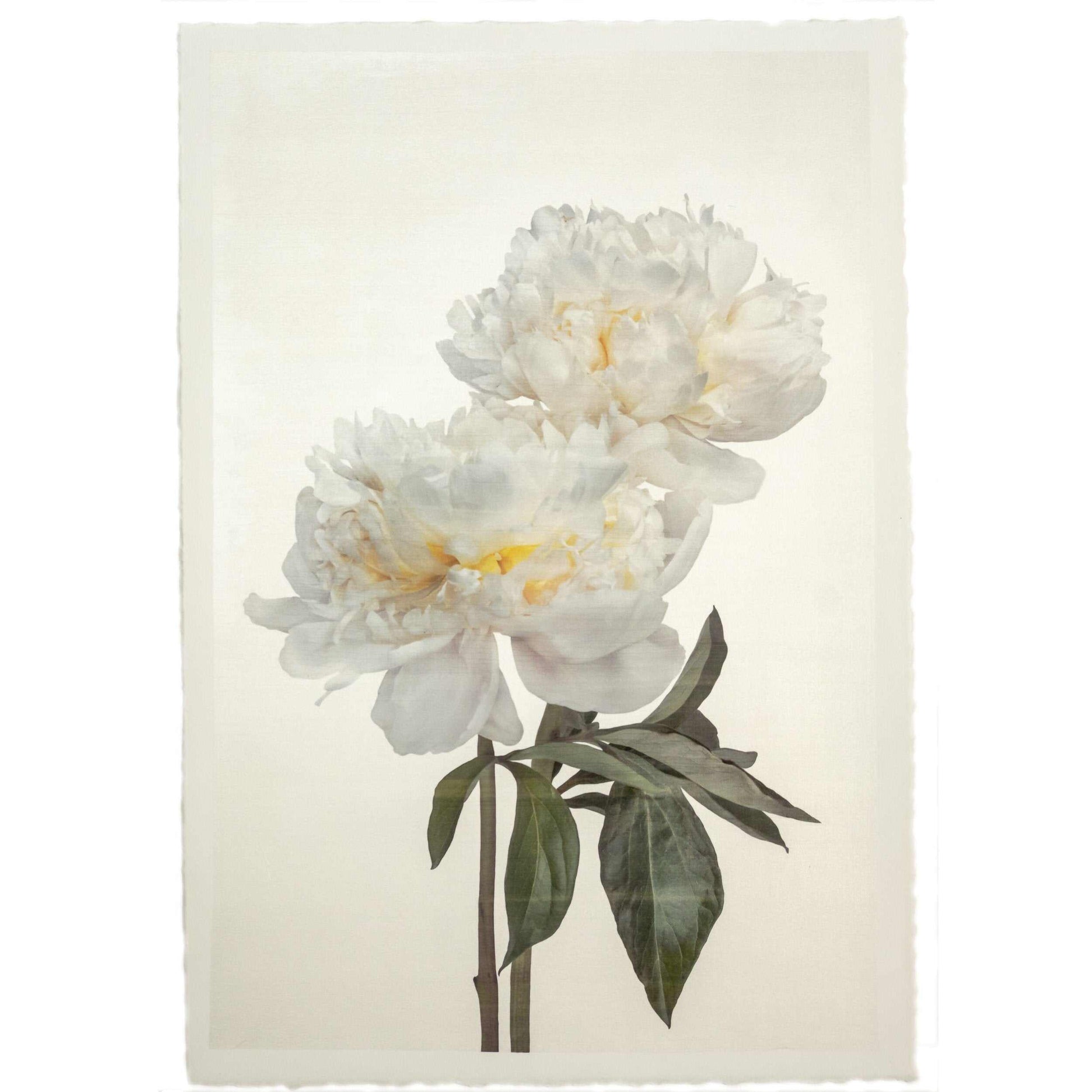 fine art white peony original emulsion print - jamie buzil