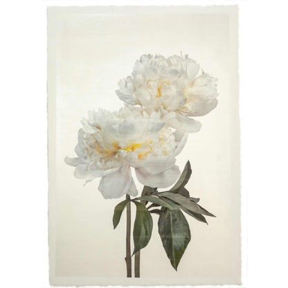 fine art white peony original emulsion print - jamie buzil