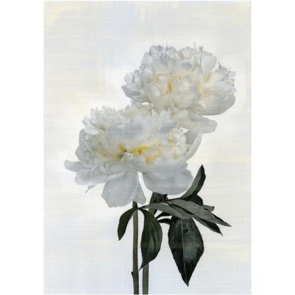 fine art white peony original emulsion print - jamie buzil