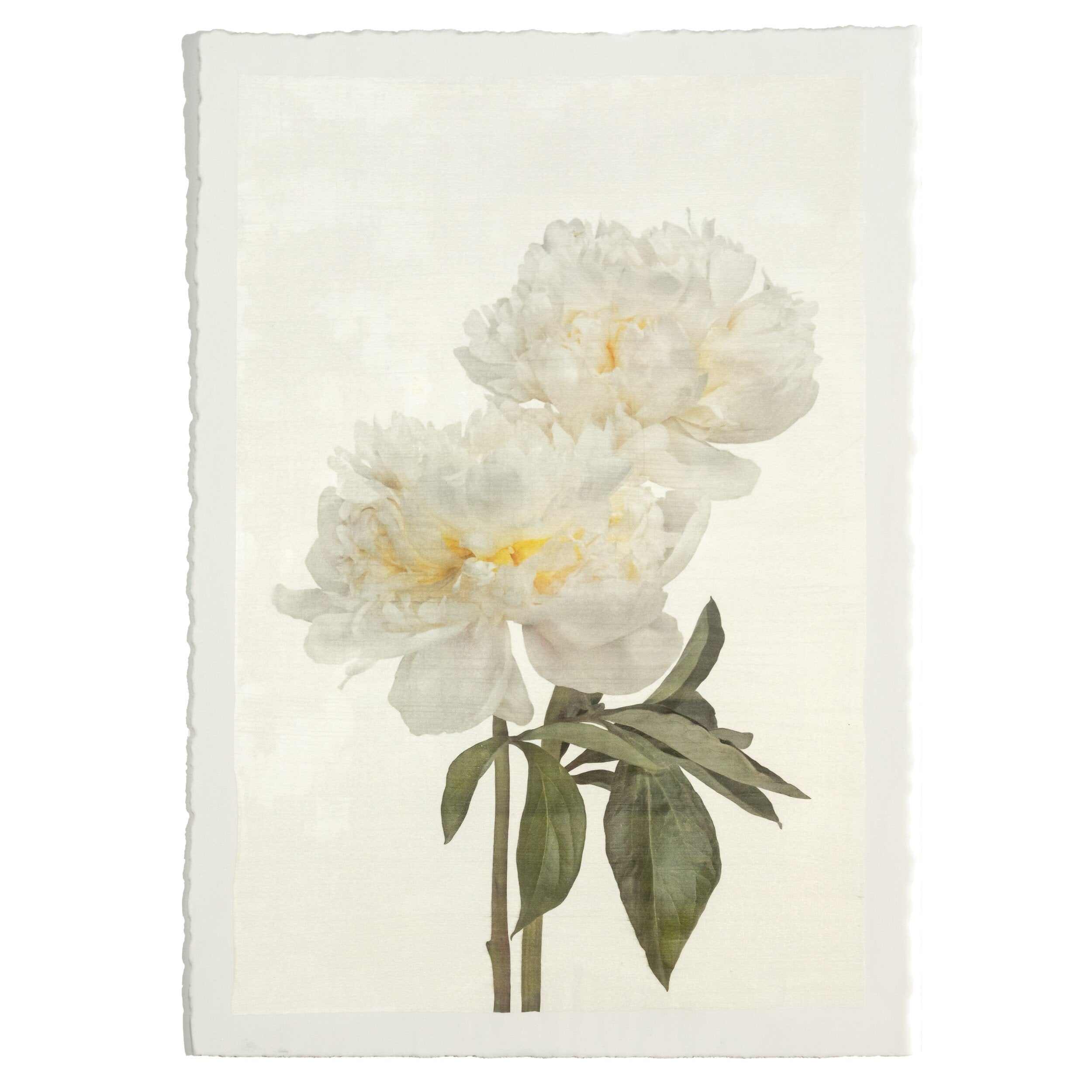 fine art white peony original emulsion print - jamie buzil