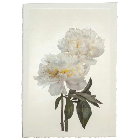 Fine-art-Double-white-peony-2-emulsion-print-3/35-8x12-jamie-buzil.jpg