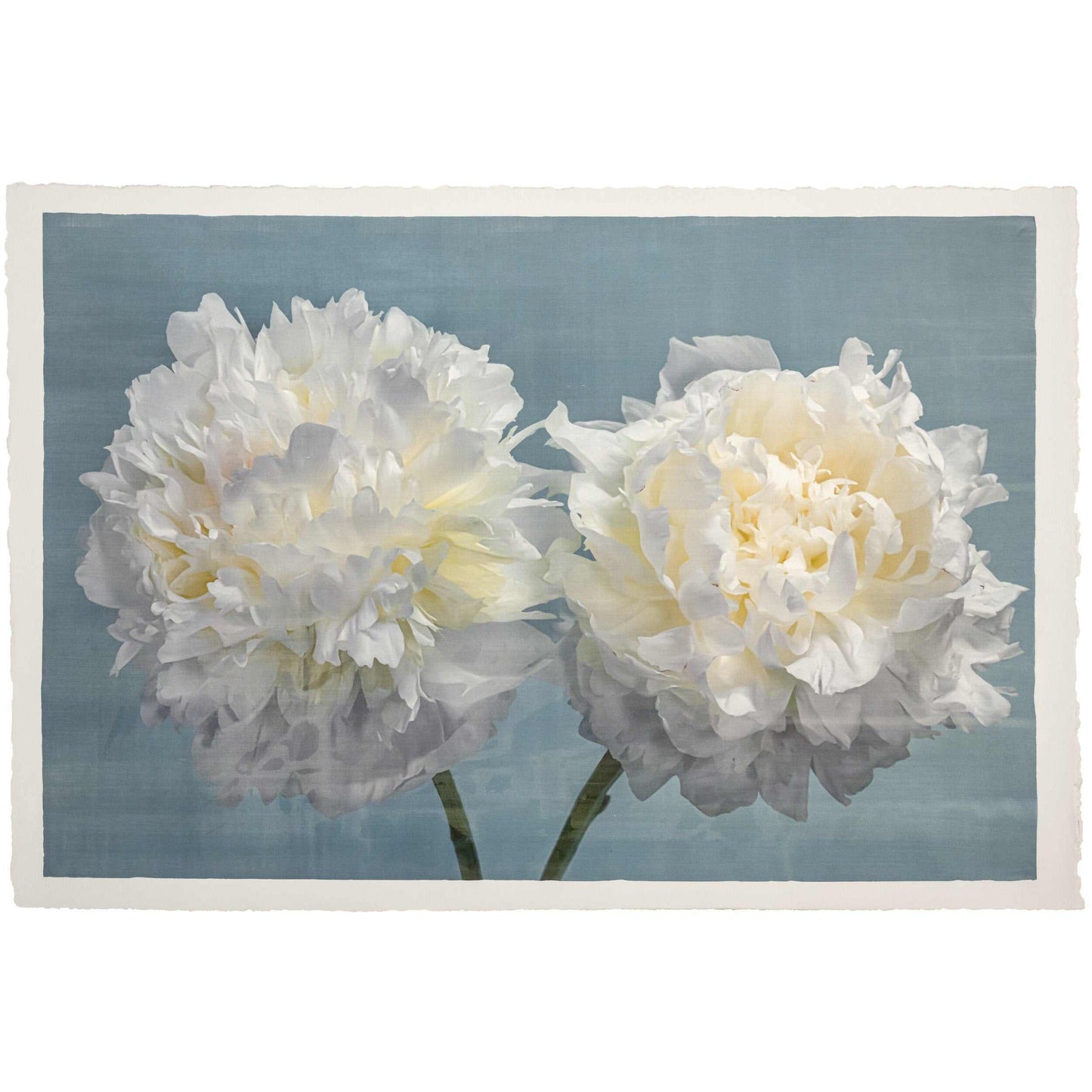 Fine art white peony print on blue - original emulsion lift - jamie buzil