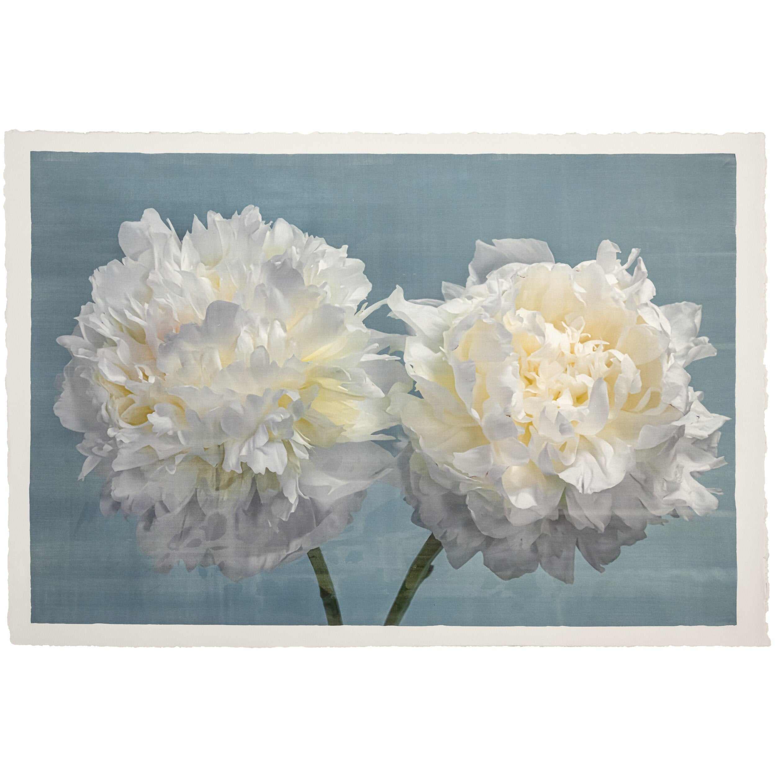 Fine art white peony print on blue - original emulsion lift - jamie buzil