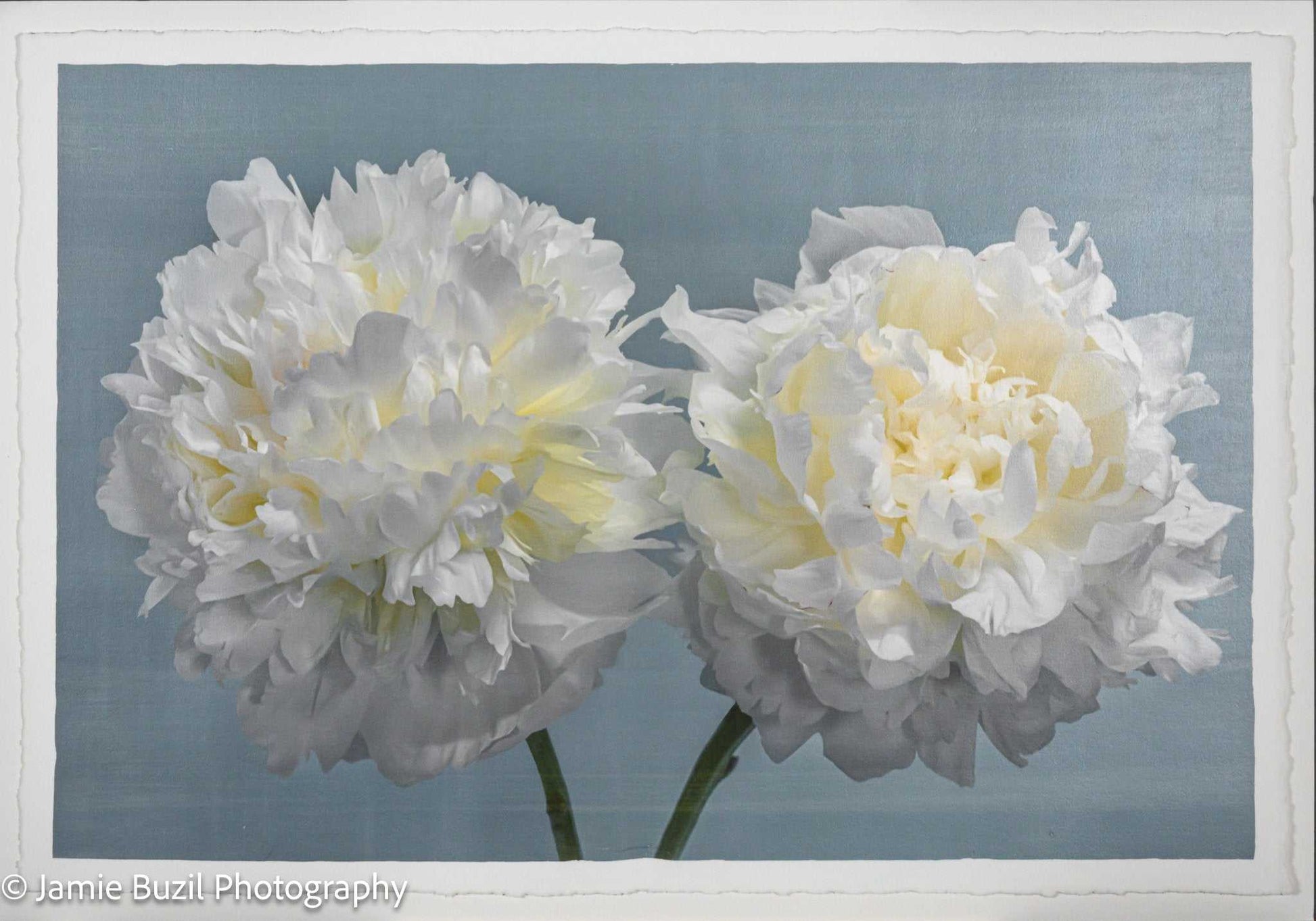 Fine art white peony print on blue - original emulsion lift - jamie buzil
