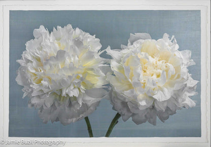 Fine art white peony print on blue - original emulsion lift - jamie buzil