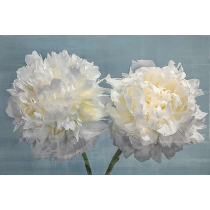 Fine art white peony print on blue - original emulsion lift - jamie buzil
