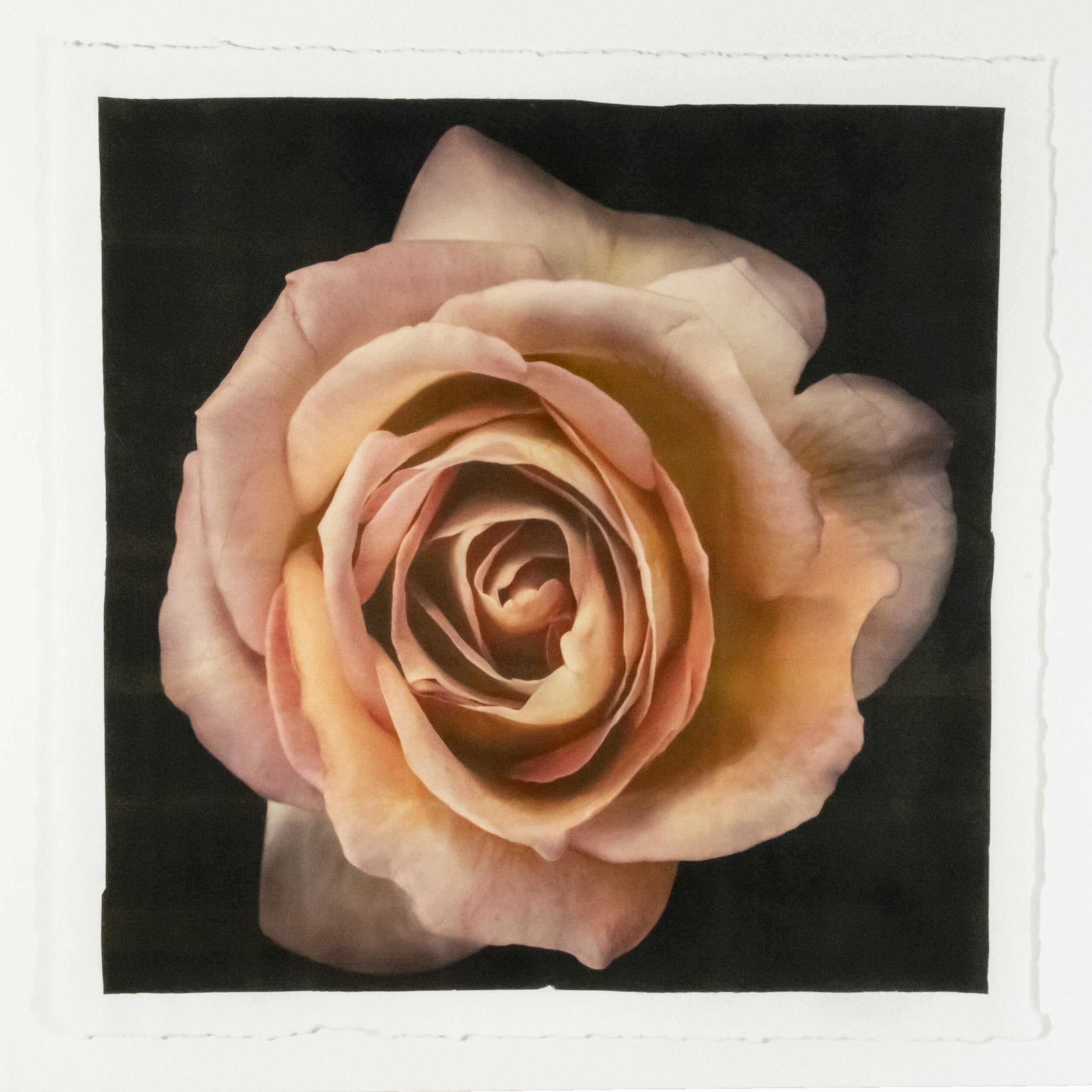 Fine Art Orange Rosee 2 emulsion handmade print with vibrant orange hues and gold iridescence on cotton paper - jamie buzil photograph