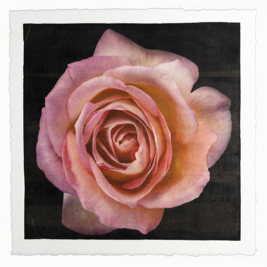 Fine Art Orange Rosee 2 emulsion handmade print with vibrant orange hues and gold iridescence on cotton paper - jamie buzil photograph