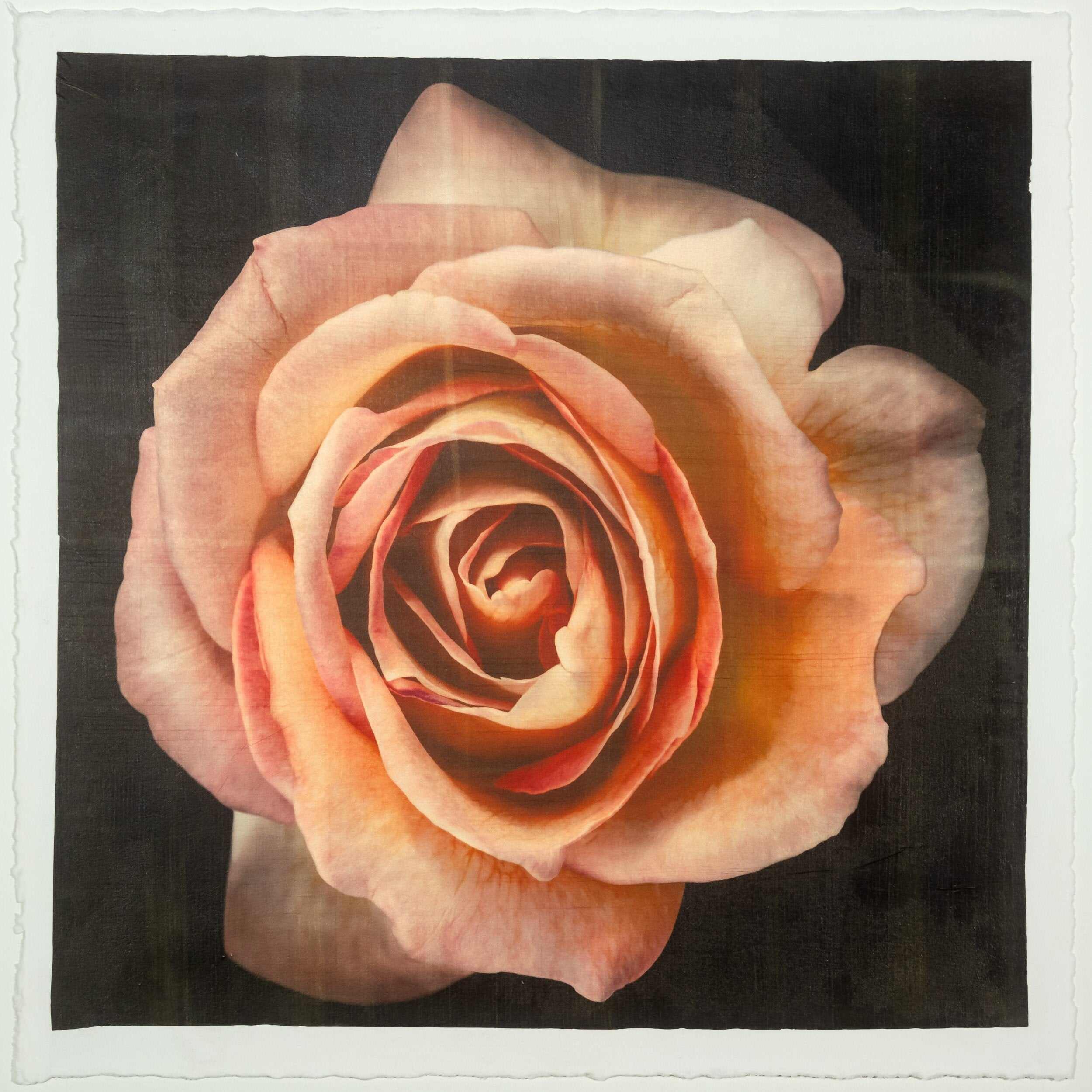 Fine Art Orange Rosee 2 emulsion handmade print with vibrant orange hues and gold iridescence on cotton paper - jamie buzil photograph