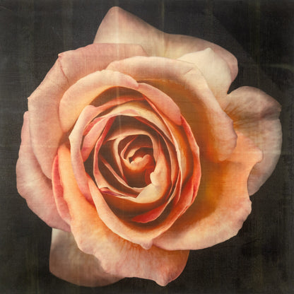 Fine Art Orange Rosee 2 emulsion handmade print with vibrant orange hues and gold iridescence on cotton paper - jamie buzil photograph